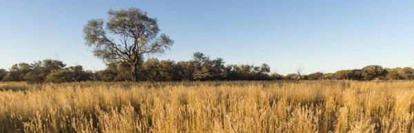 Carbon farming letter ups the ante on government over Outback reforms