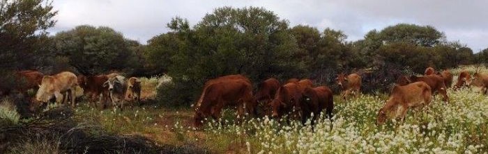 Rangelands restoration drives tough business decisions at Nallan Station