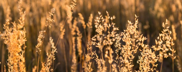 New Agriculture Minister flags carbon farming for WA's Outback