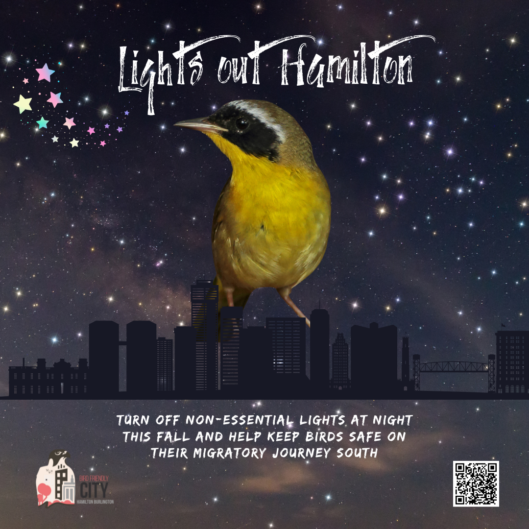 Image of a small yellow finch over a silhouette of Hamilton at night with the text "lights out Hamilton - turn off non-essential lights at night this fall and help keep birds safe on their migratory journey south"