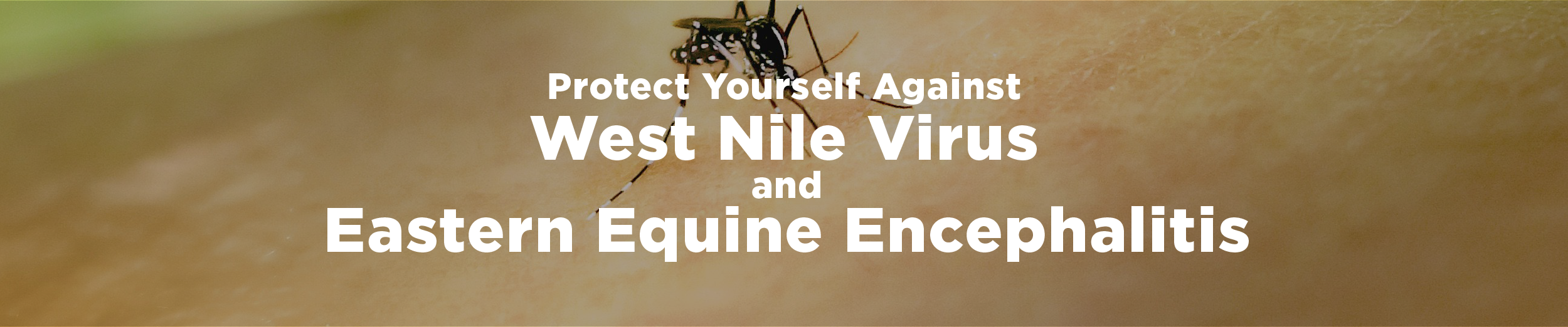 Image of a small mosquito on a flat surface with the overlaid text "protect yourself against West Nile Virus and Eastern Equine Encephalitis"