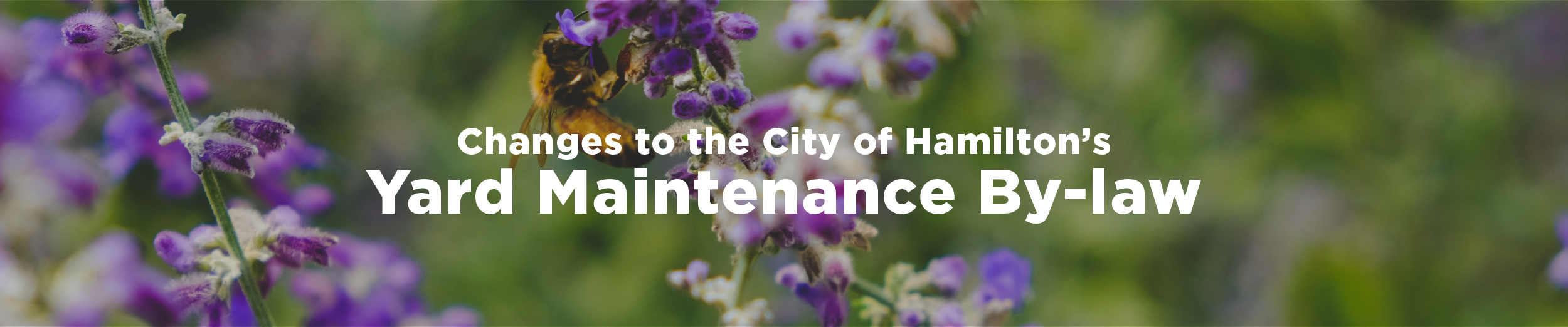 An image of a Yellow Bee on a Purple Wildflower with the overlaid text "changes to the City of Hamilton's Yard Maintenance By-law"