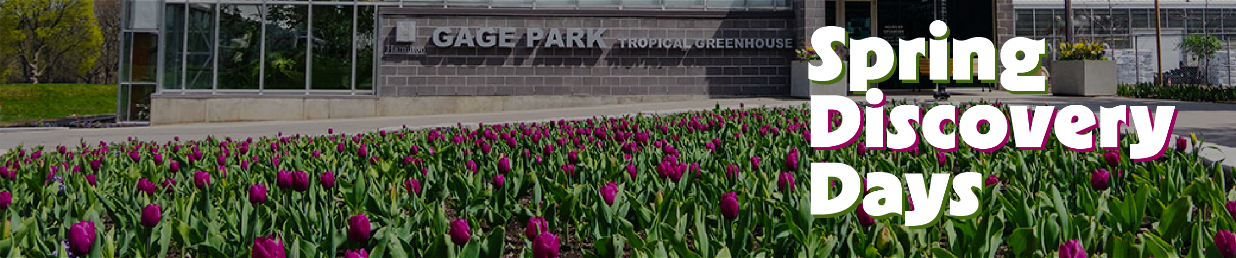 A photo of the Gage Park Greenhouse in the spring surrounded by purple tulip bulbs with the overlaid text "Spring Discovery Days"