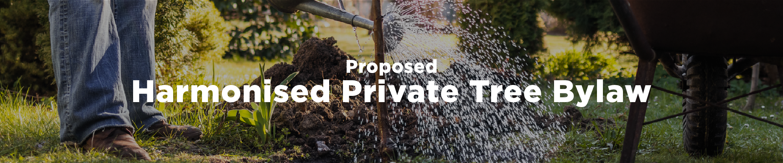 A person watering a young sapling beside a wheelbarrow and the overlaid text "proposed harmonised private tree by-law"