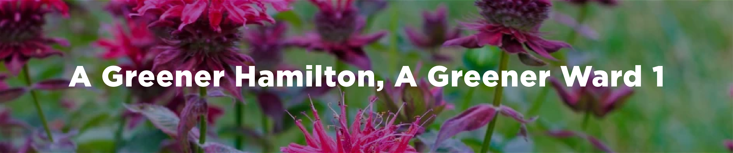 A meadow of bee balm, a native plant, with the overlaid text "A greener Hamilton, a greener Ward 1"