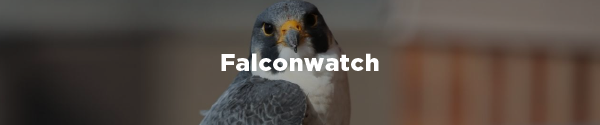 McKeever, the resident falcon at the Sheraton Hotel, looks at the camera. The overlaid text reads "Falcon watch"