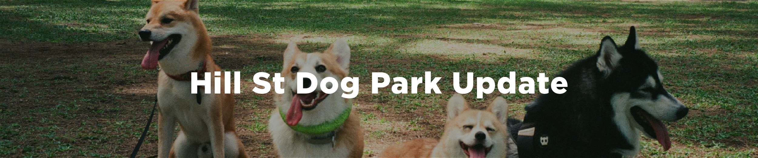 Four dogs with their tongues out sitting in the grass. A shiba inu, two corgis, and a husky. The overlaid text reads "Hill Street Dog Park Update".