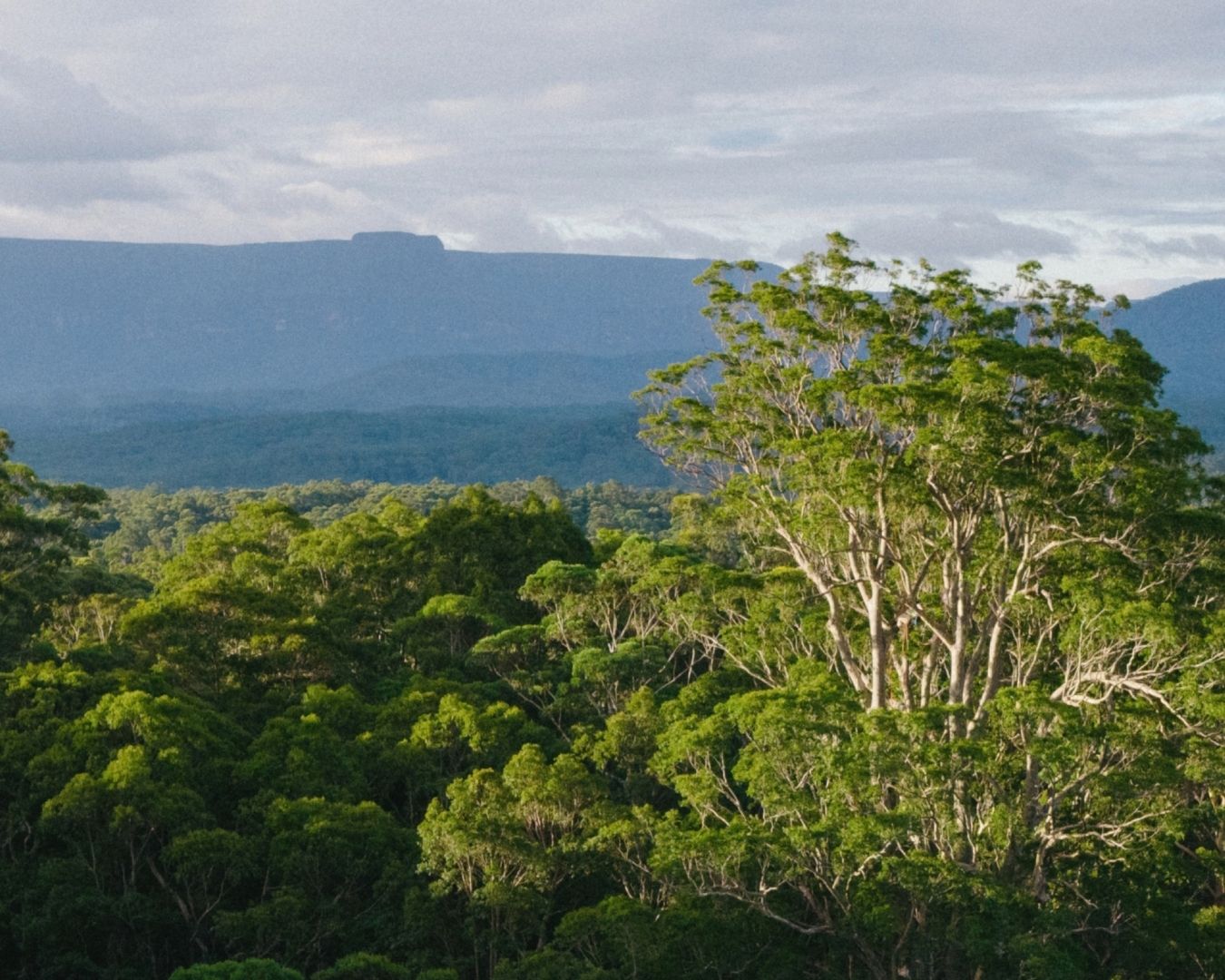 Protecting NSW forests. Ending native logging.