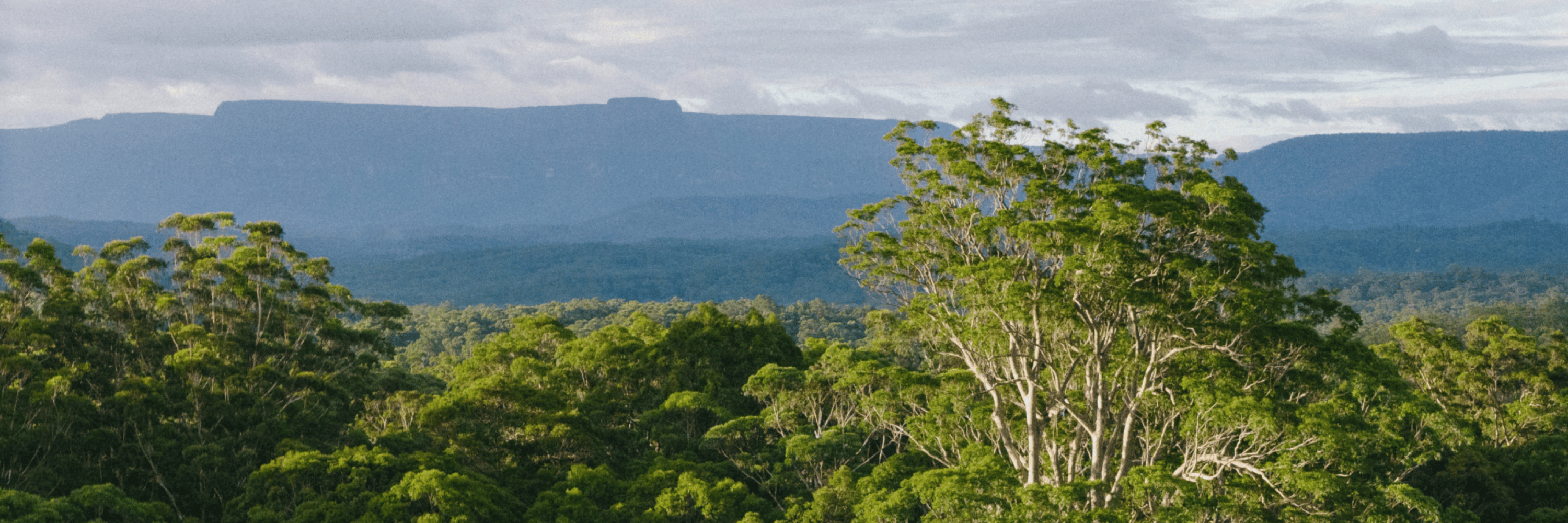 Protecting NSW forests. Ending native logging.