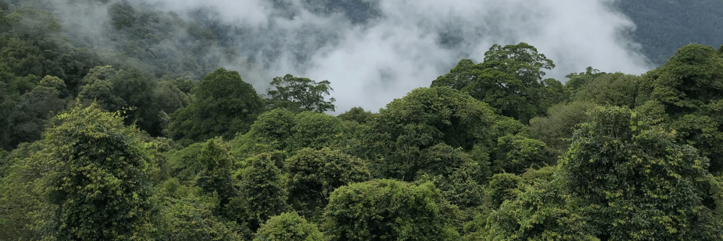 Native forest logging is outdated, destructive and publicly subsidised. | Despite employing fewer than 1,000 people and losing millions each year, the industry continues to survive on taxpayer funding while spreading myths to justify its existence. |