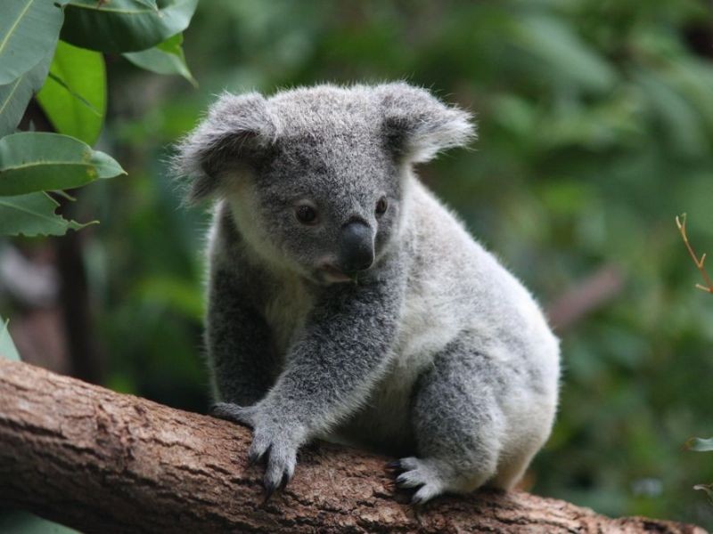 Koala_(postcard__no_text).jpg