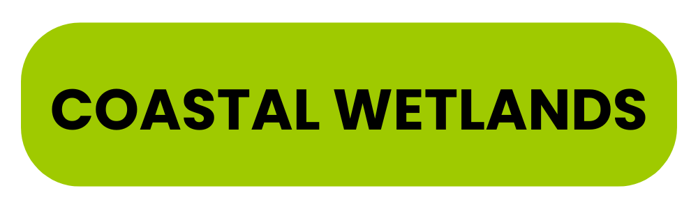 Coastal Wetlands
