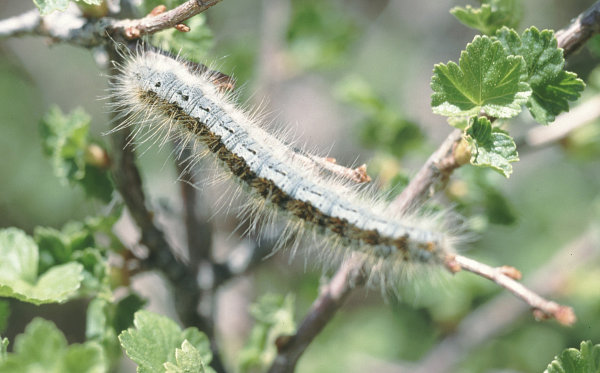 Tent Caterpillars Web Worms Northwest Center For Alternatives To Pesticides