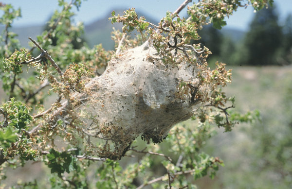 Tent Caterpillars Web Worms Northwest Center For Alternatives To Pesticides