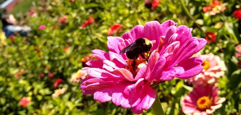 Workplace and IRA Giving