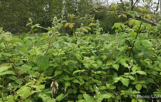 Manage Weeds & Plant Diseases