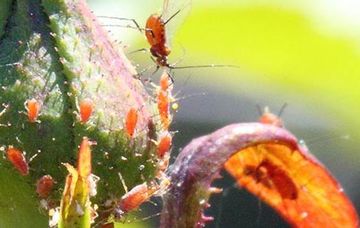 Manage Pests Without Pesticide