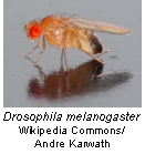 ffkarwath.jpg