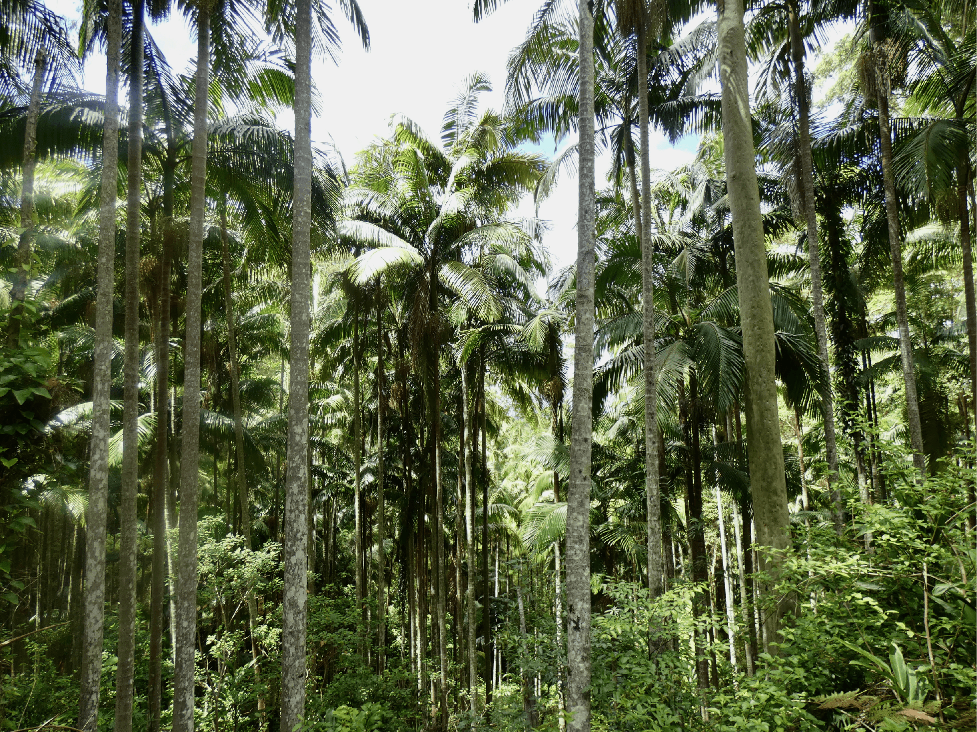 Old Growth Forests Need Our Help