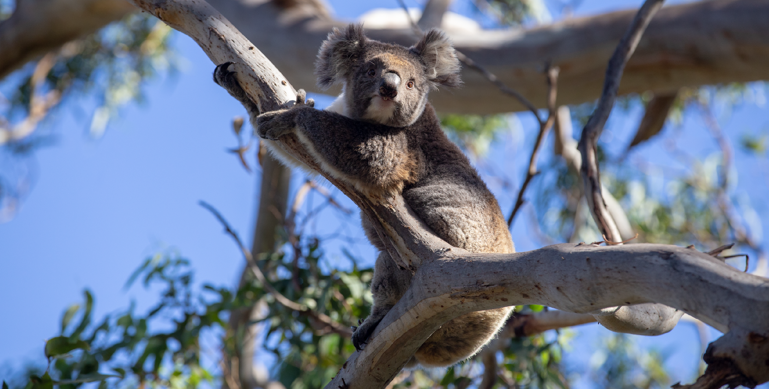 Add your name to call for permanent protection for koalas 