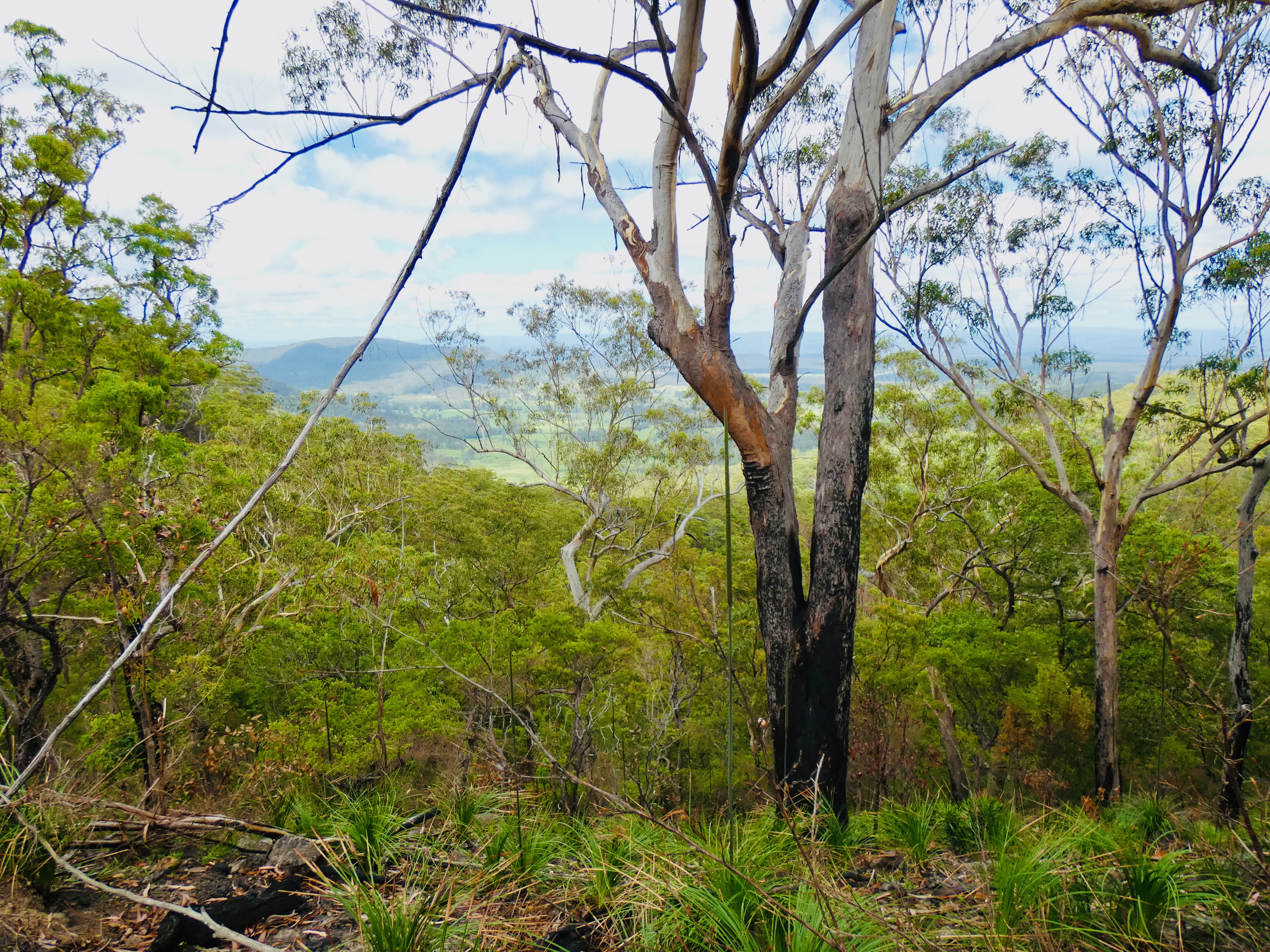 Support the campaign work needed to protect these forests 