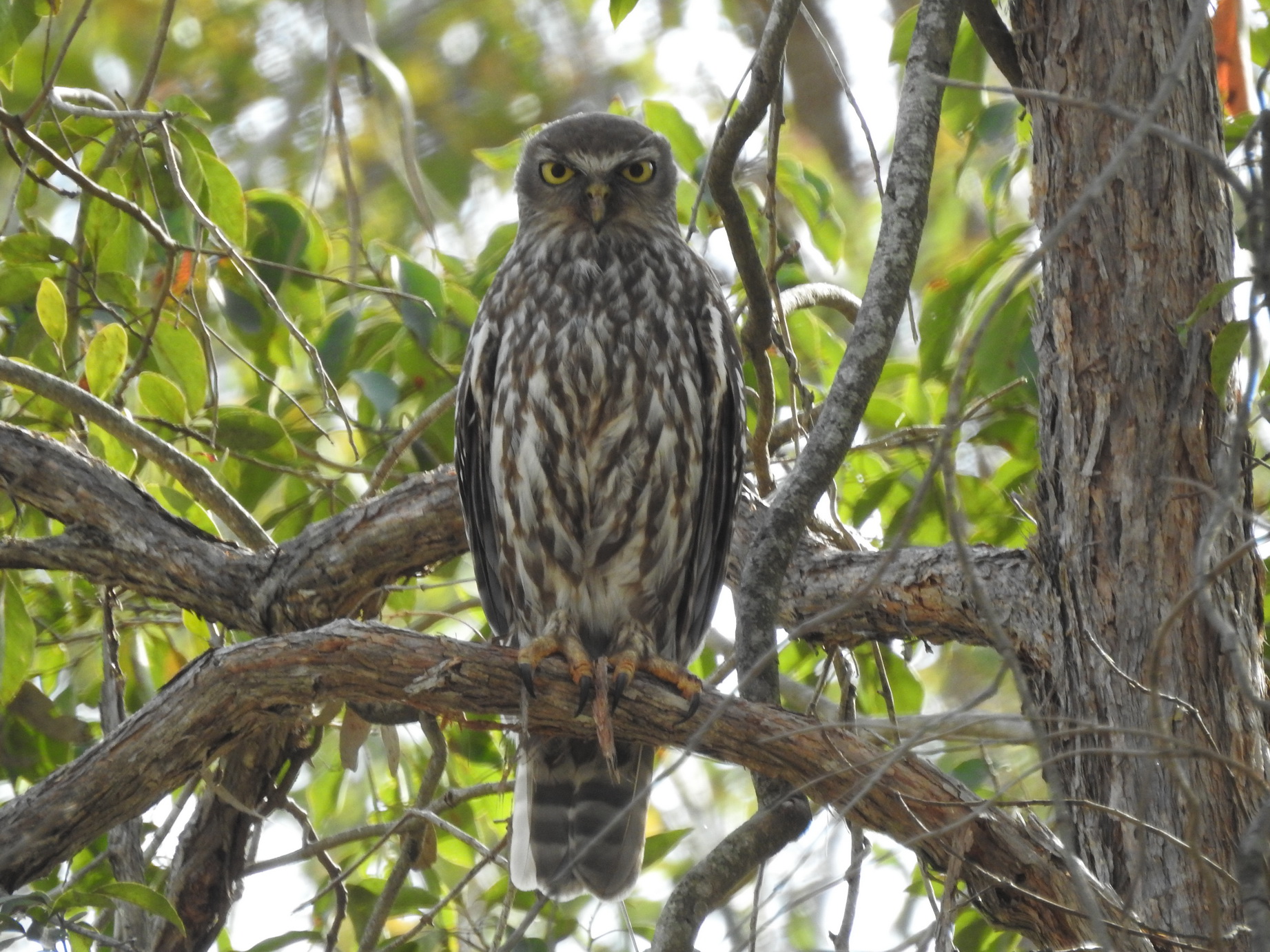 Barking Owl 