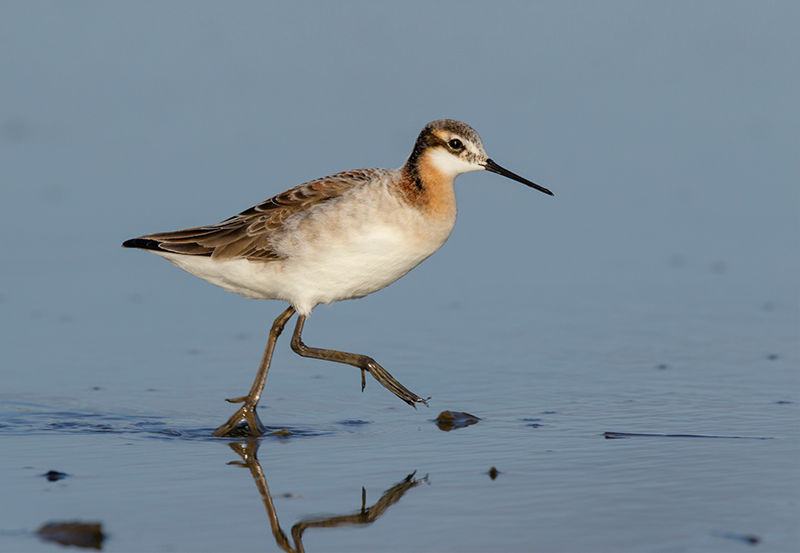 Wilson's Phalarope walks along a shoreline.