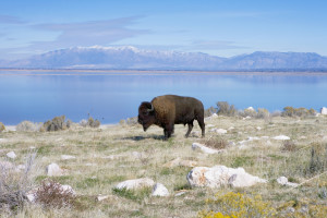 Antelope-Island_Great-Salt-Lake-Park_ThinkStock-300x200.jpg