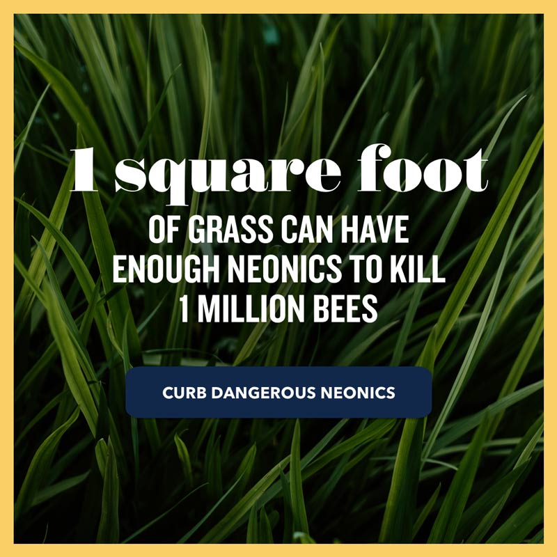 1 square foot of grass can have enough neonics to kill 1 million bees