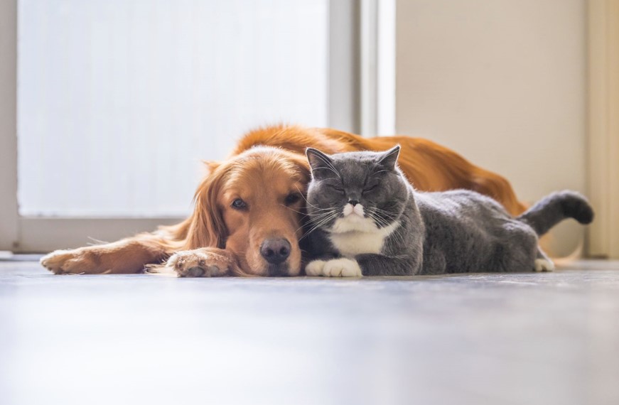 La condition animale