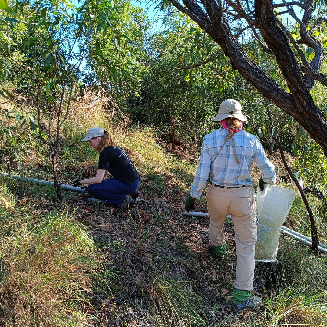 landcare work