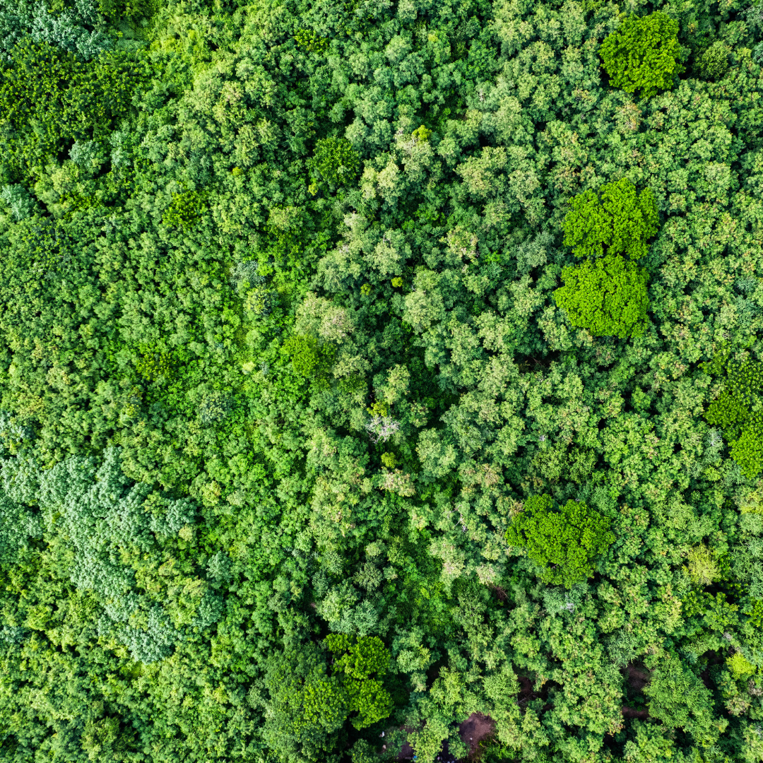 Forest from above