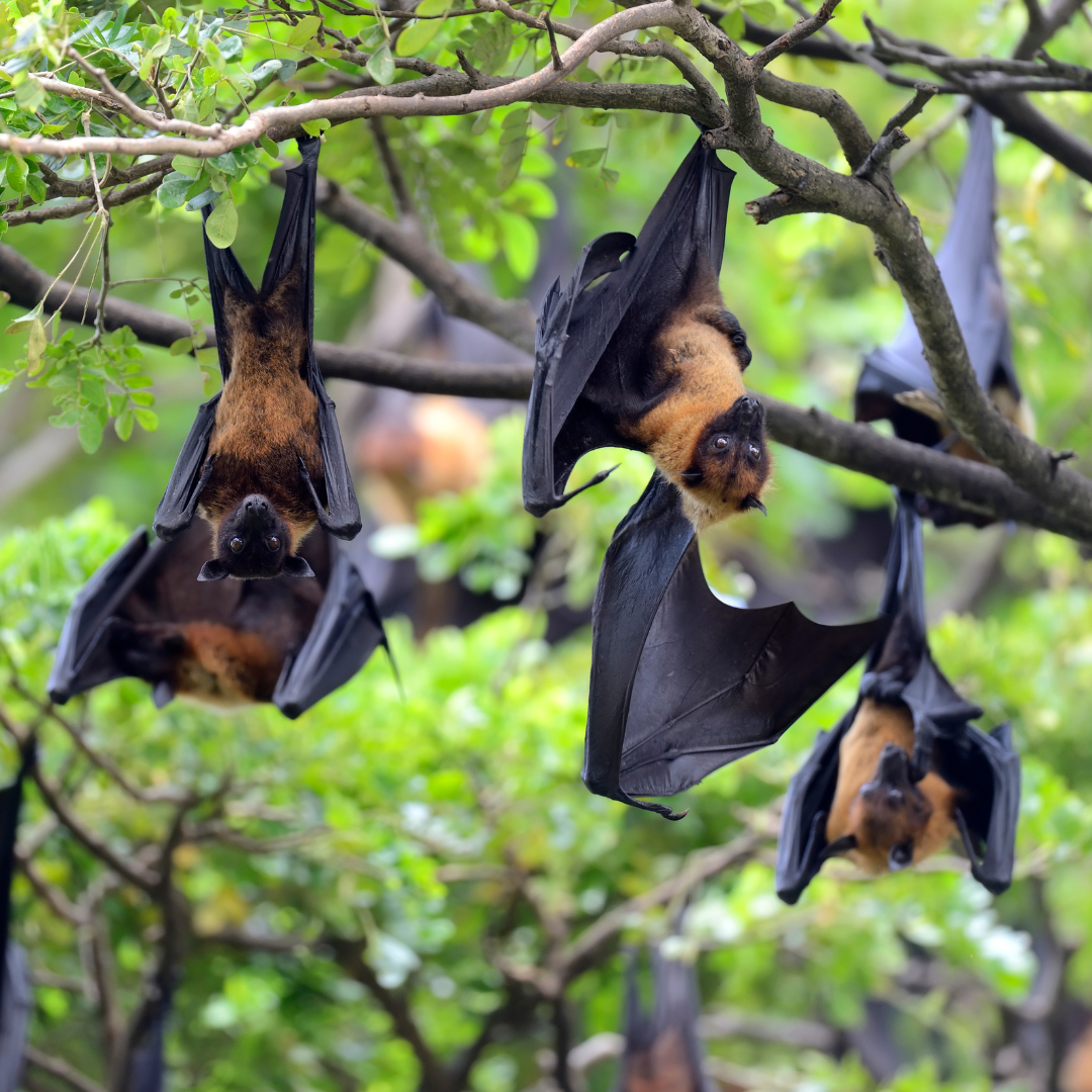 Flying Foxes in a tree