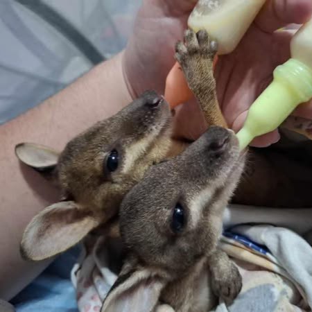 Wallaby joeys being fed milk