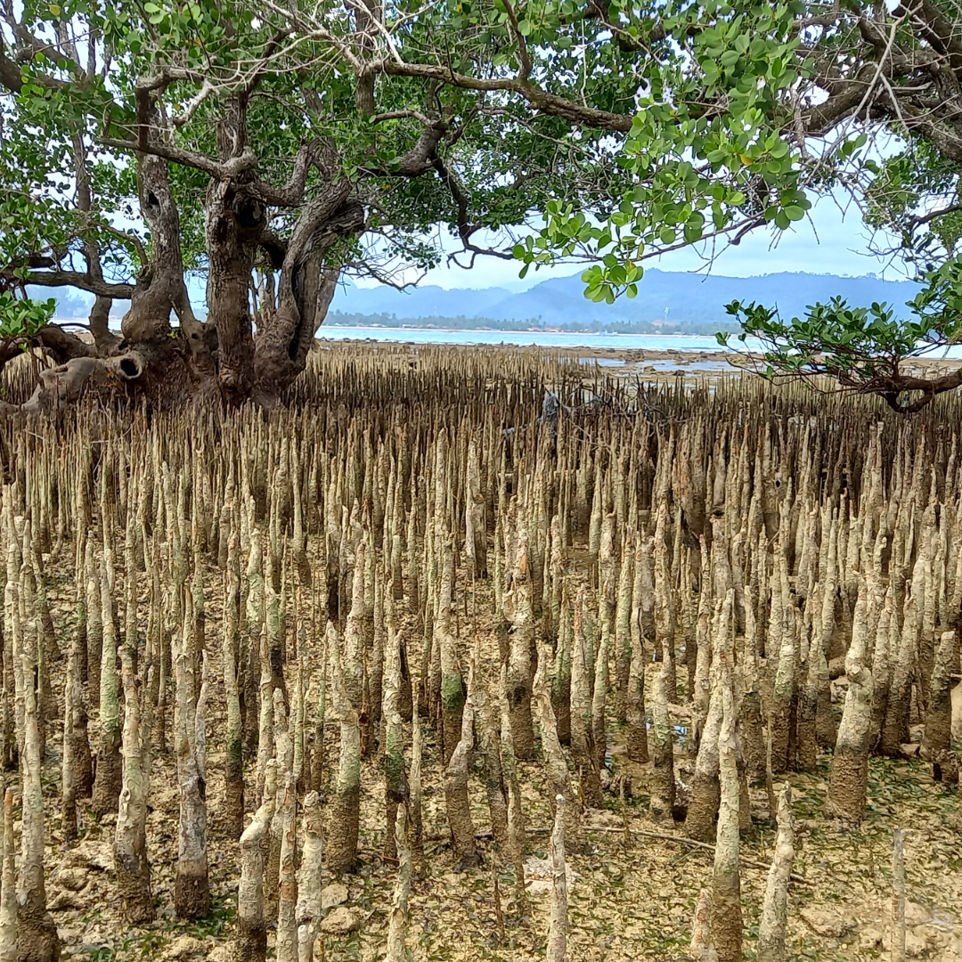 Mangroves