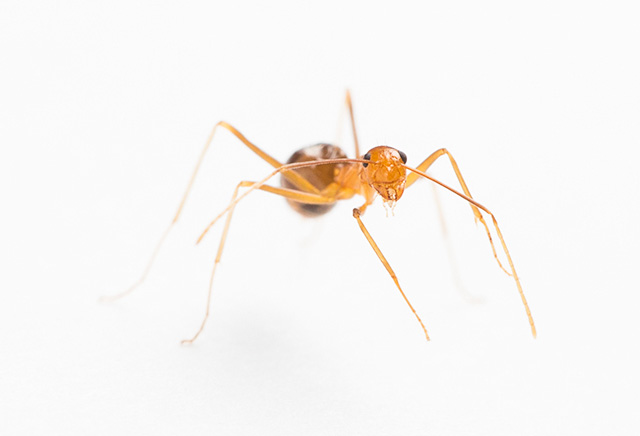 Yellow crazy ant