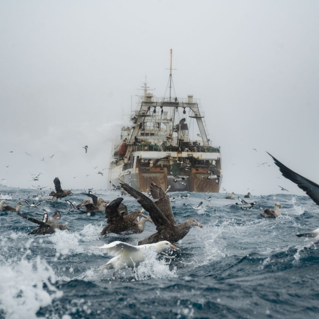 Picture showing fish trawler and birds catching krill