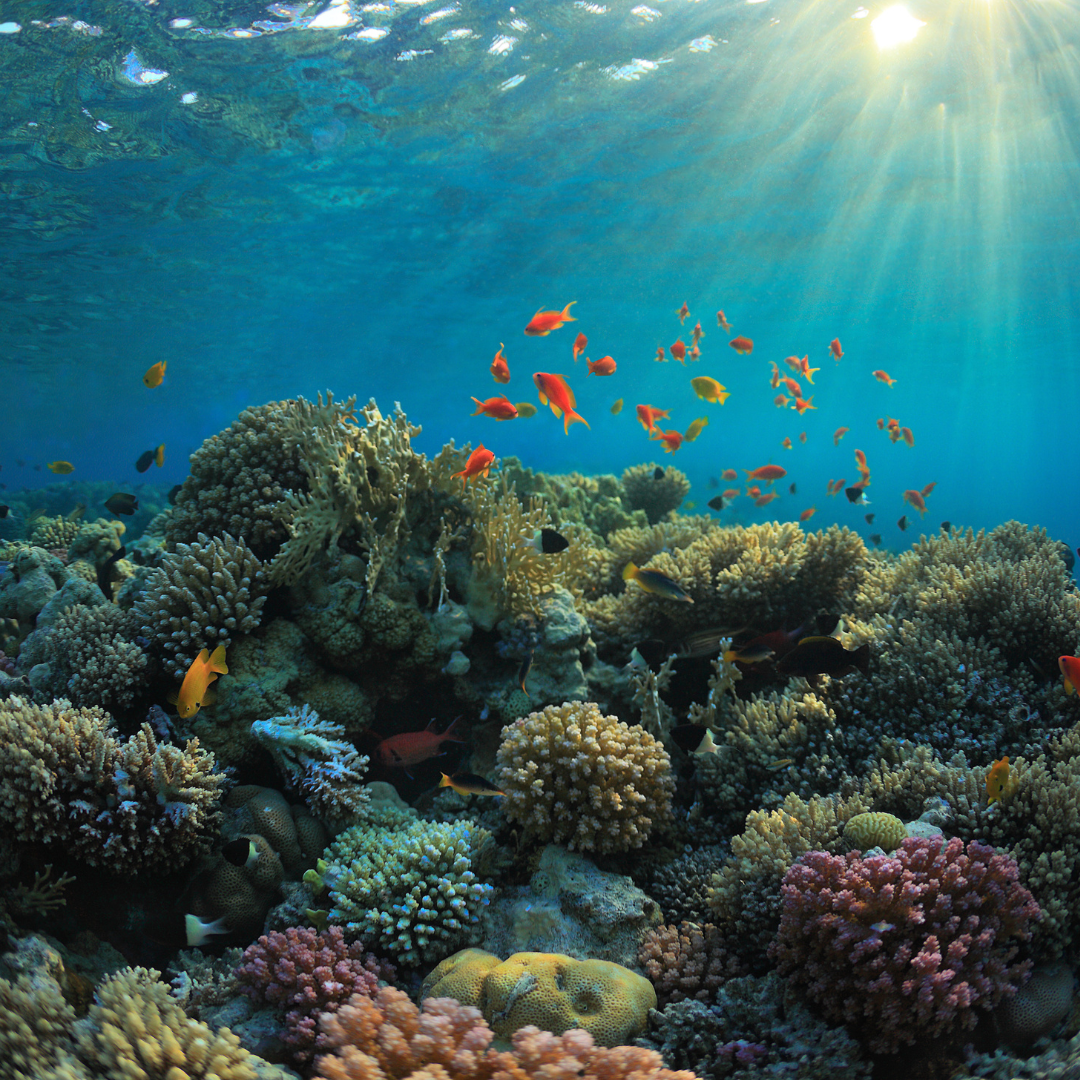 Underwater photo of reef including colorful fish