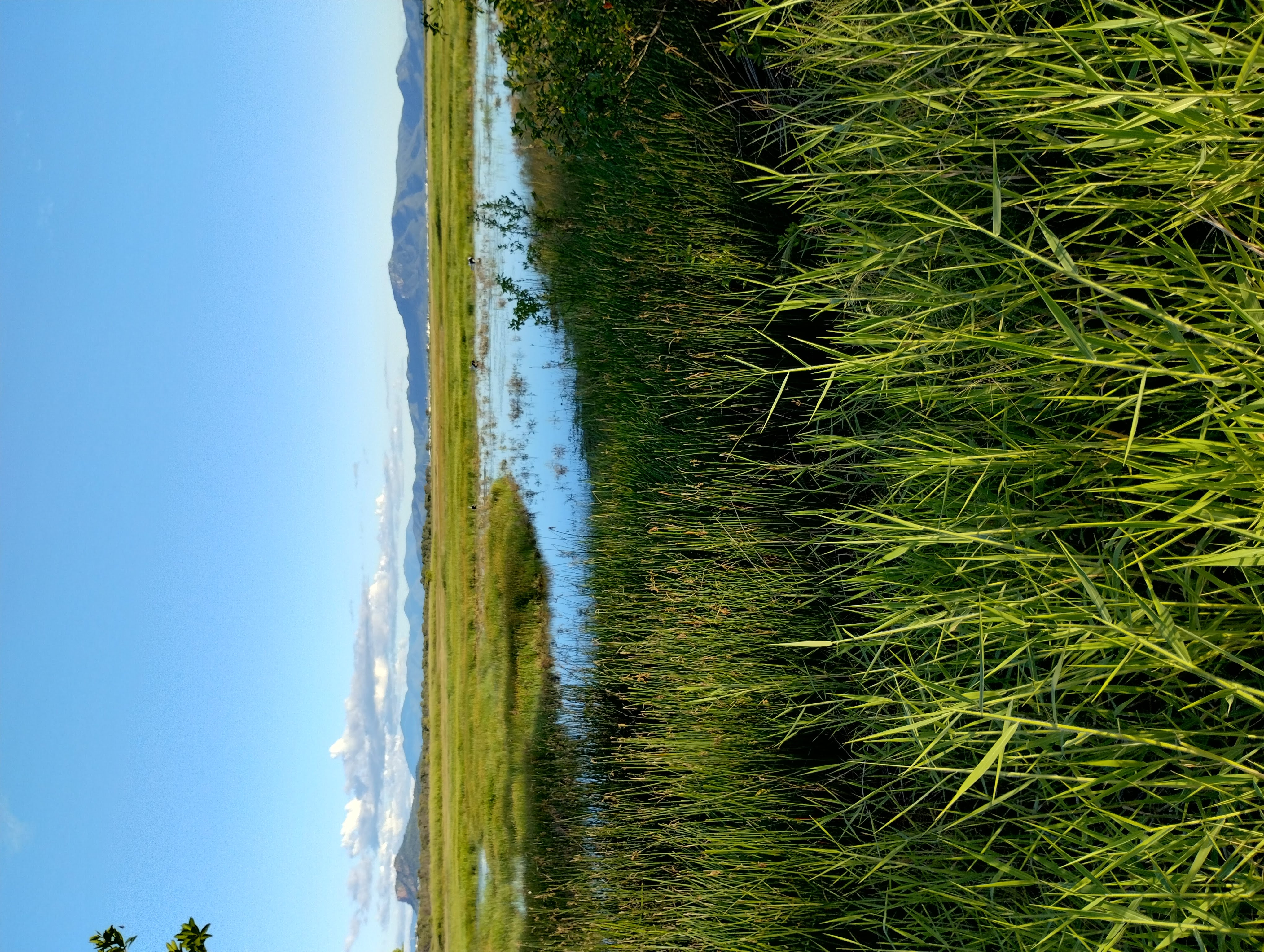 Wetland in the Town Common Conservation Park