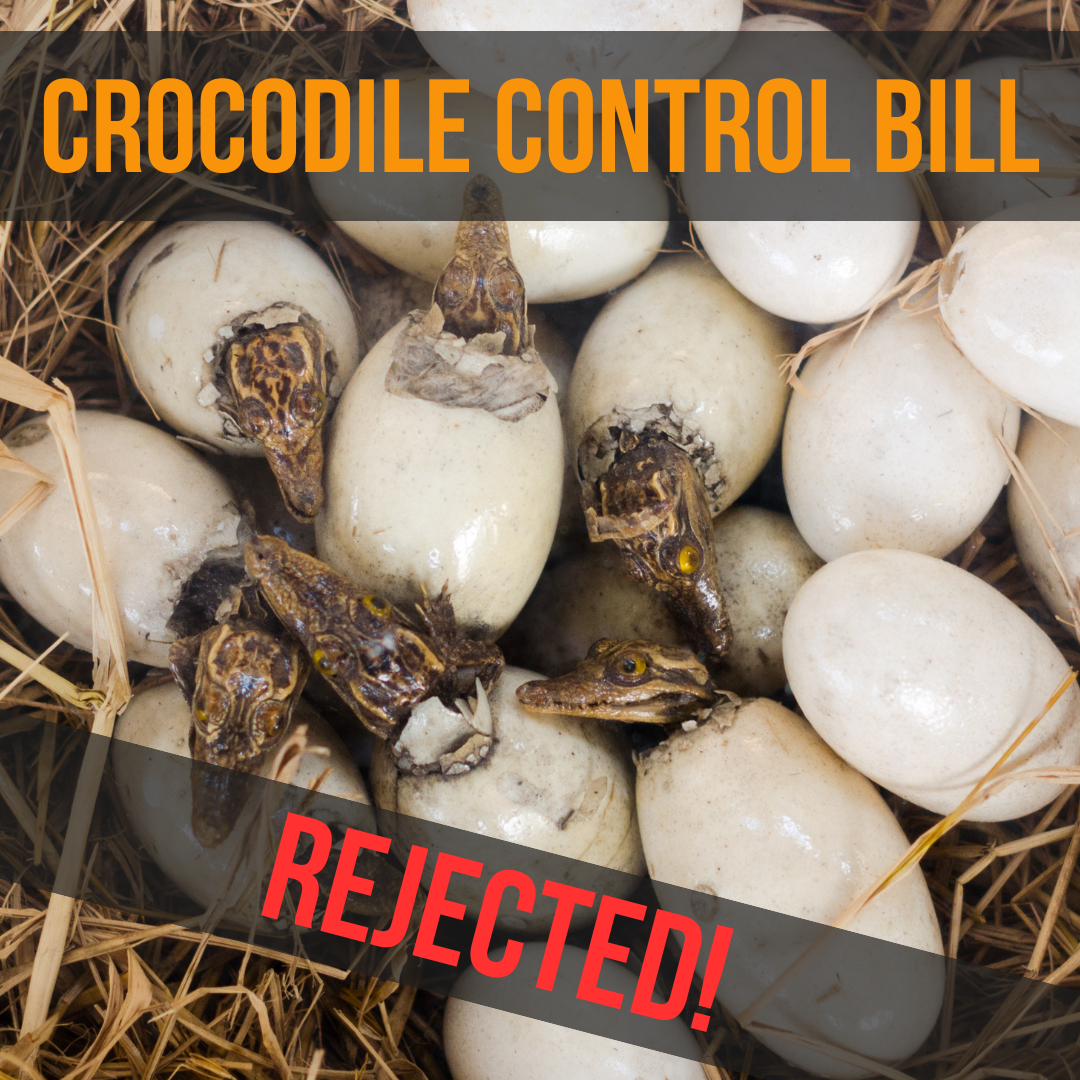 Crocodile hatchlings emerge behind text that reads "crocodile control bill rejected!"