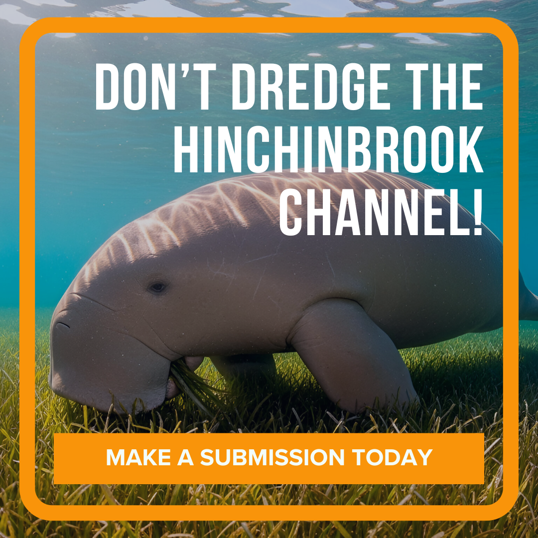 A dugong feeds on seagrasses behind words that read: Don't dredge the Hinchinbrook channel! Make a submission today.