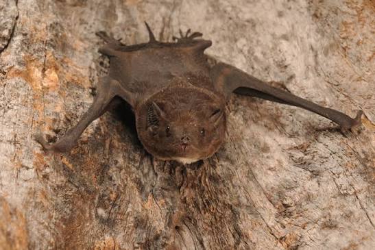 Bare-rumped sheathtailed bat
