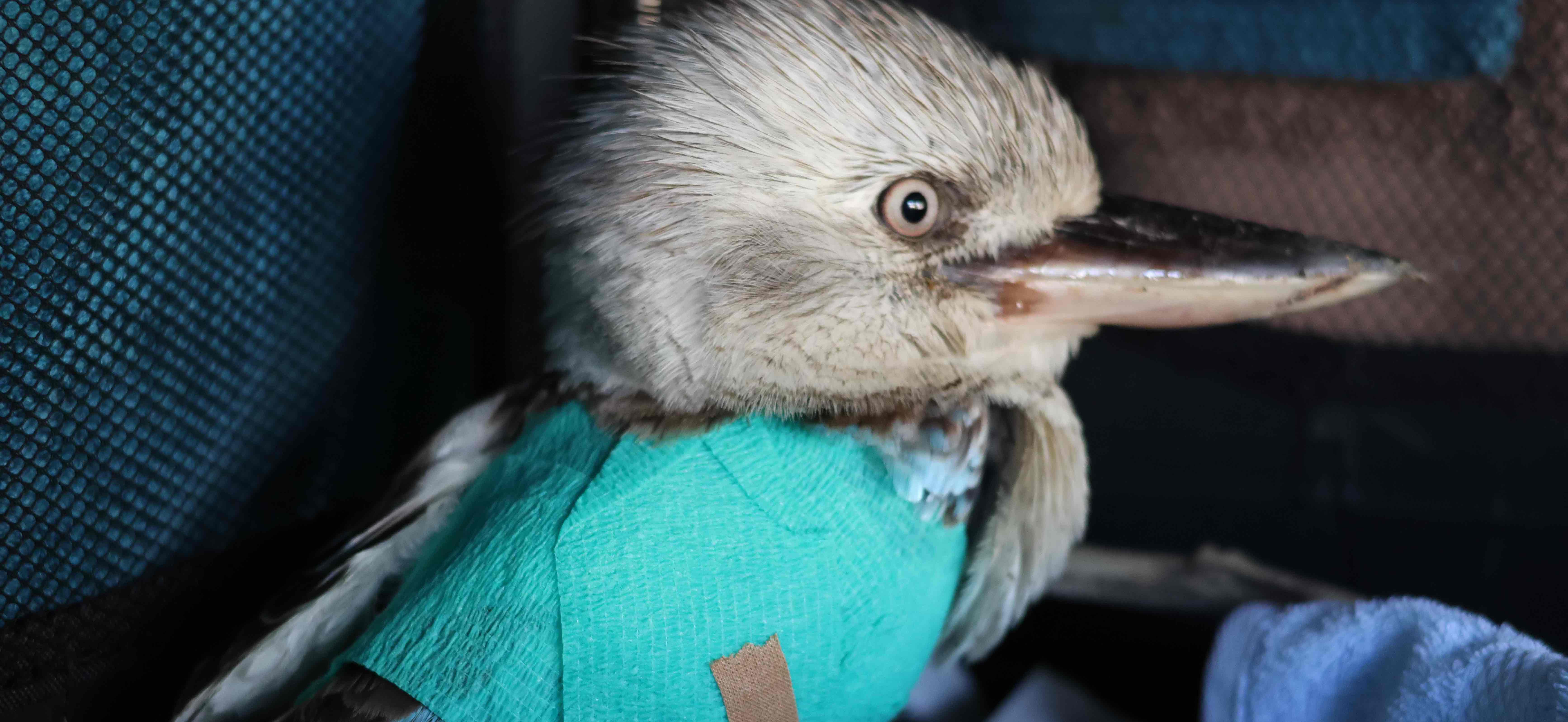 Caring for our wildlife since 1989 |  Rescue Rehabilitation Release <br> Townsville & surrounding areas