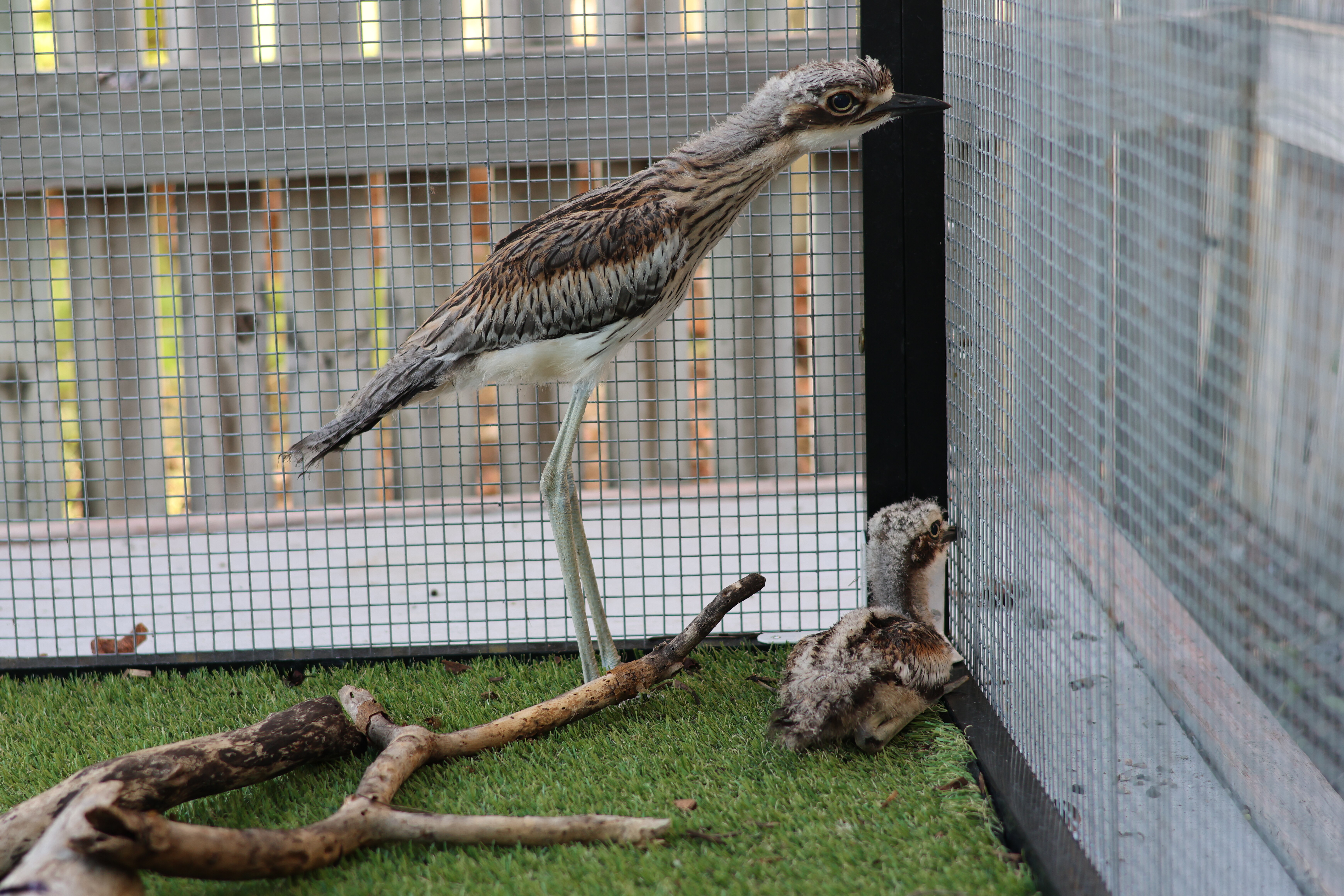 Young Bush Stone-Curlews in care from different suburbs