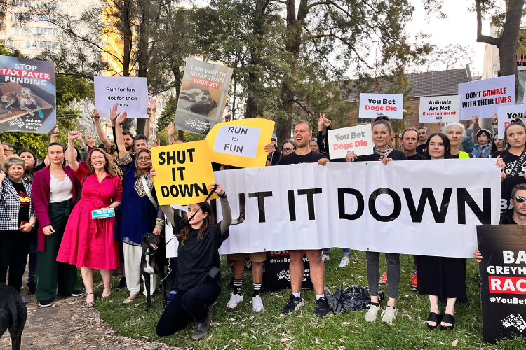 Abigail standing in a group of people holding signs that read "shut it down", at a rally against greyhound racing