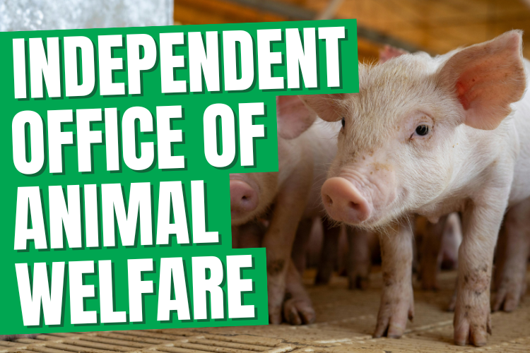 Independent Office of Animal Welfare - Abigail Boyd MP (updated)