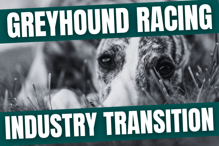 Put the greyhound racing industry on a tighter leash - Abigail Boyd MP