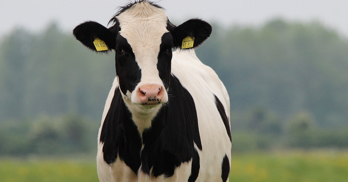 Fonterra Must Answer Serious Questions Today