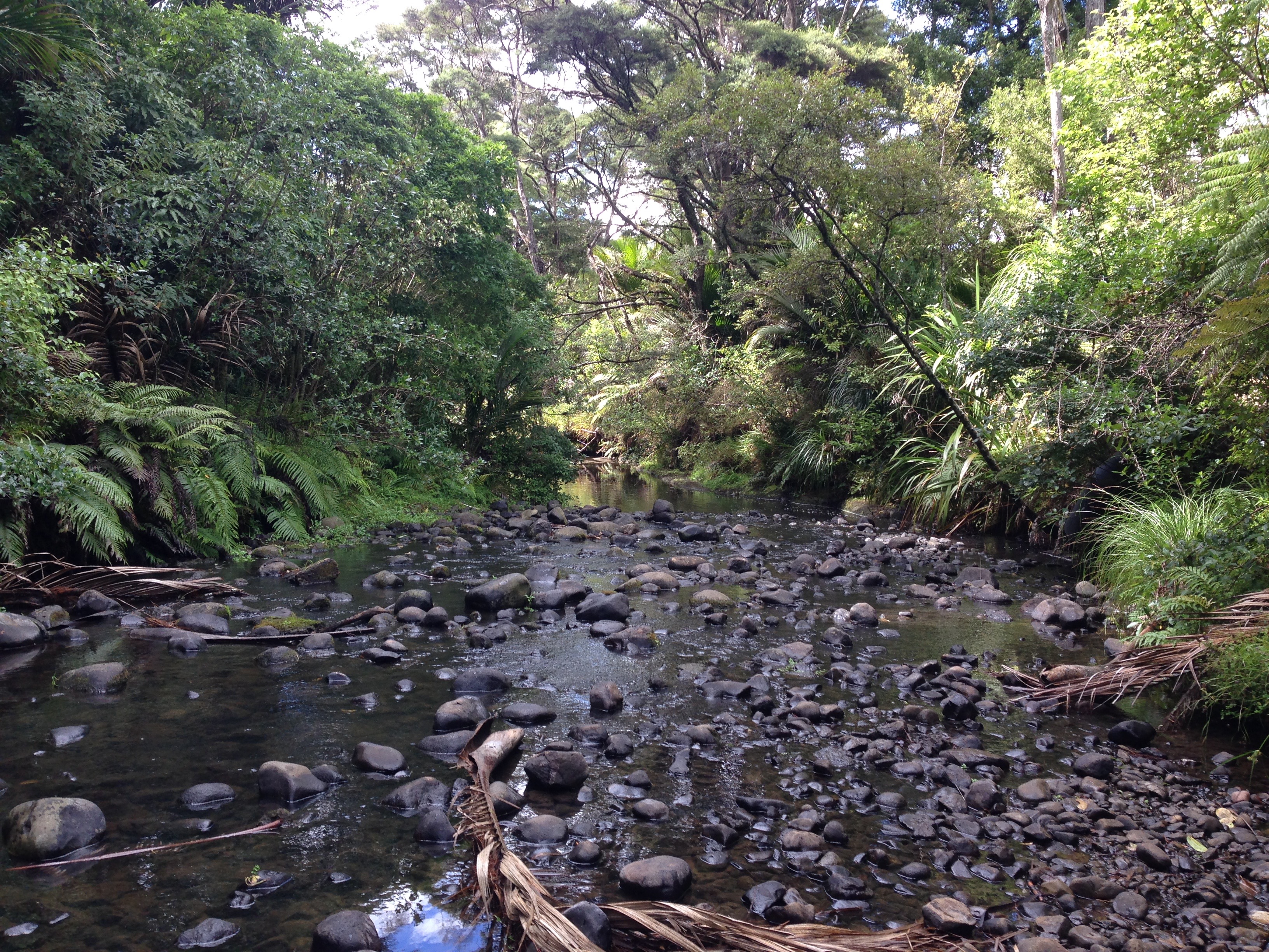 Looking down Opanuku Stream in Henderson, Tāmaki Makaurau. A stony stream with a canopy of native trees