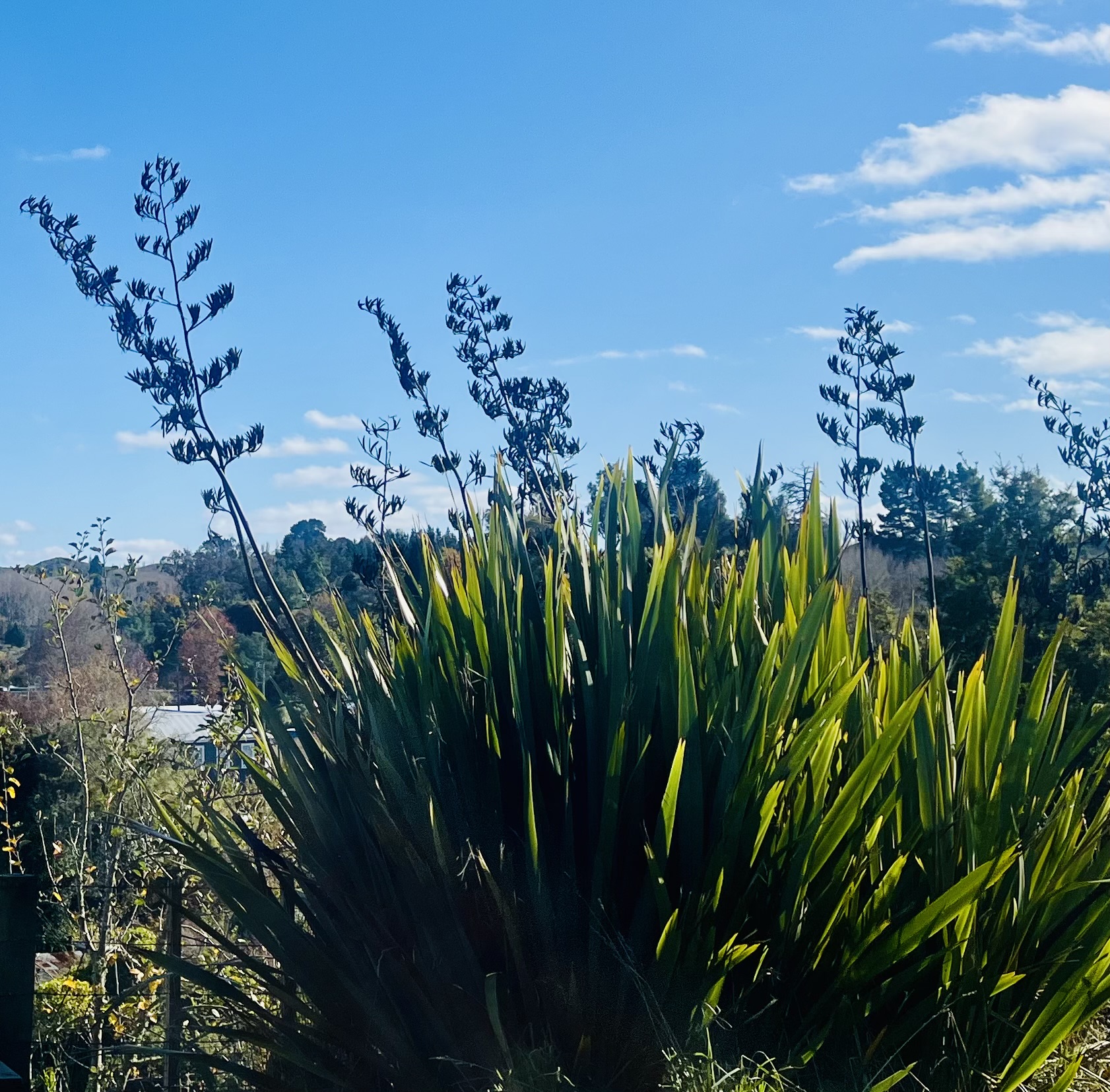 Flax in the sun